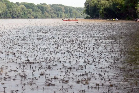 Tiszavirág-kereső túra 06.01.